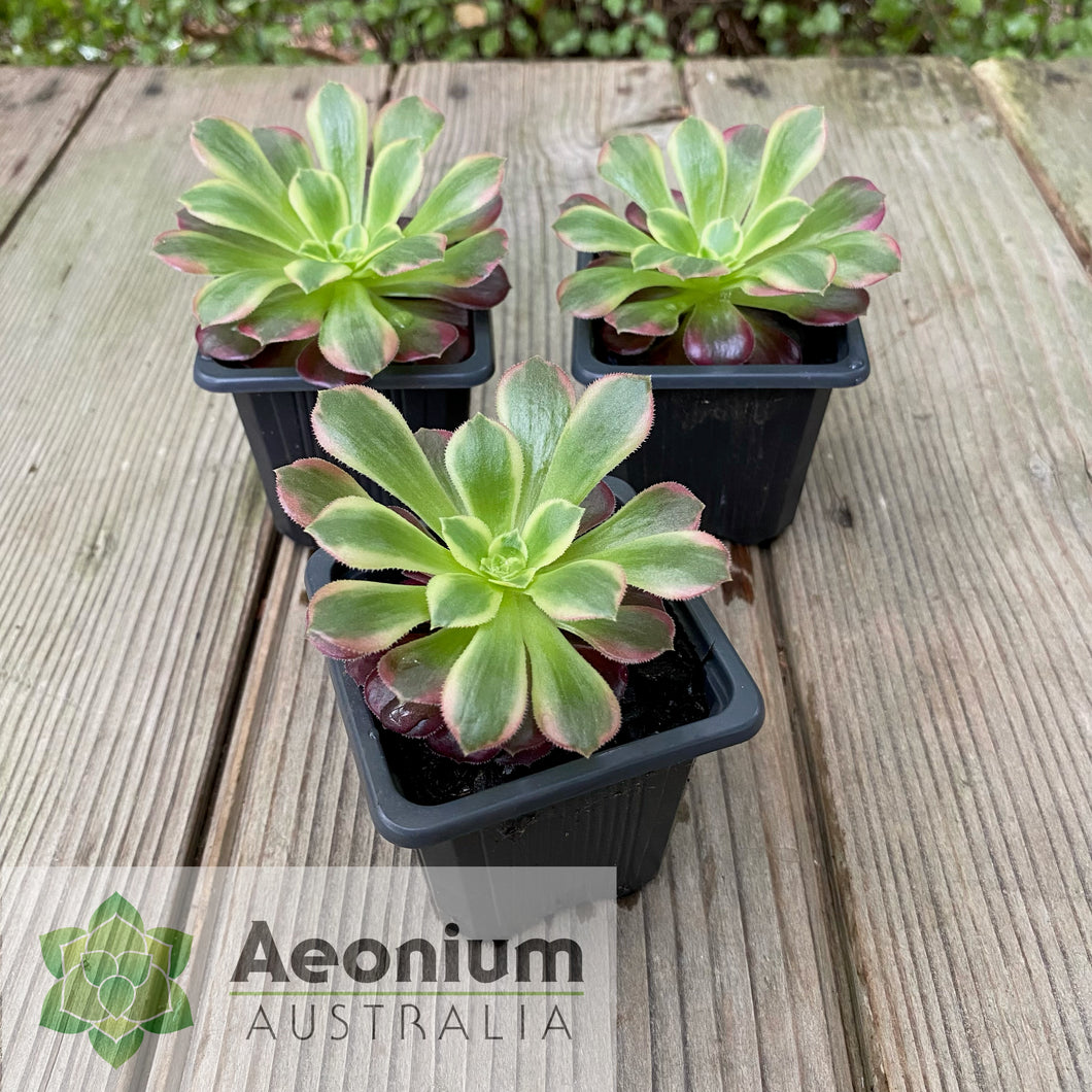 Aeonium 'Anna'