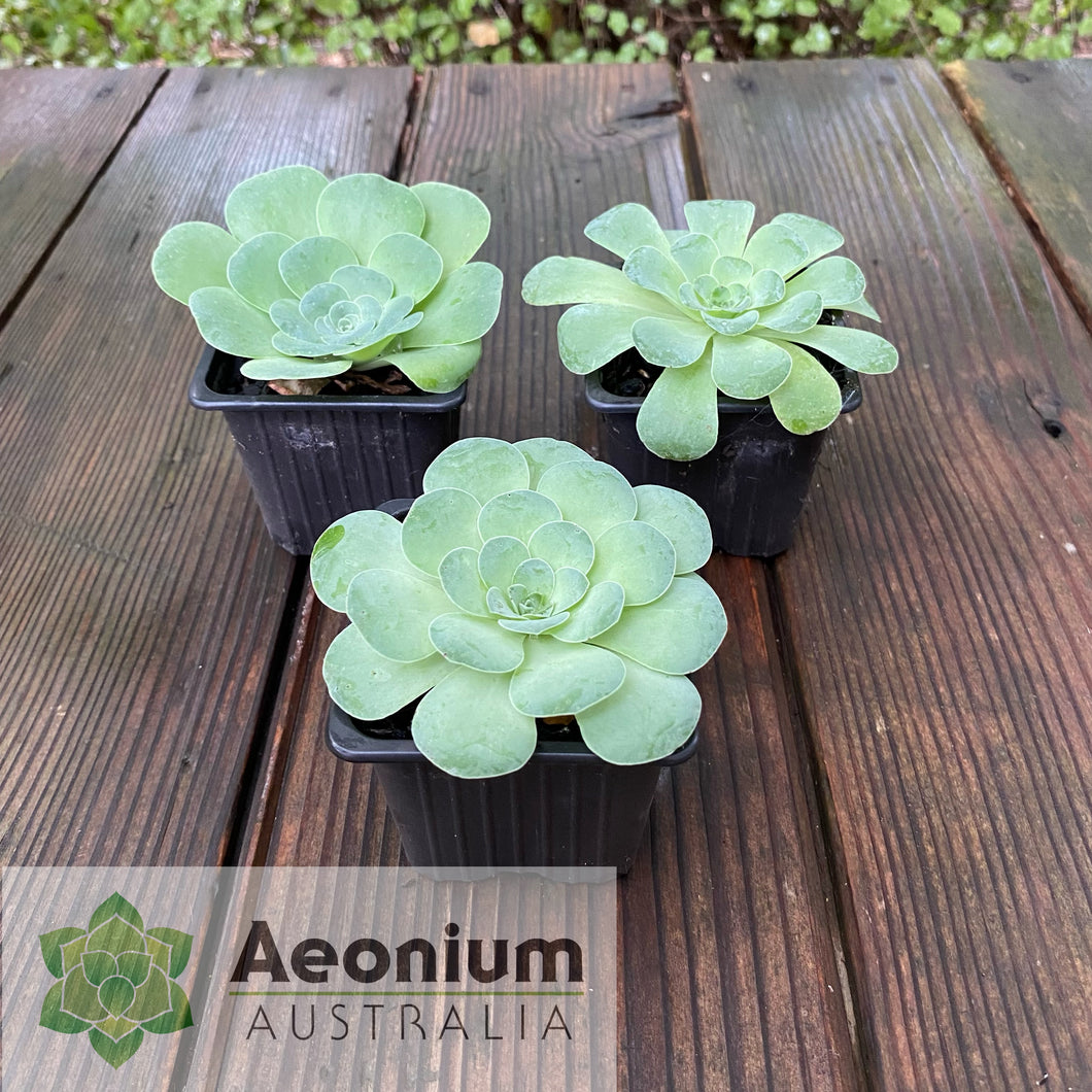 Aeonium diplocyclum (ex. Alojera, La Gomera)