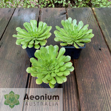 Load image into Gallery viewer, Aeonium &#39;Cupcake&#39;
