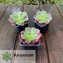 Load image into Gallery viewer, Aeonium &#39;Canary&#39;
