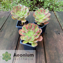 Load image into Gallery viewer, Aeonium &#39;Athena&#39;
