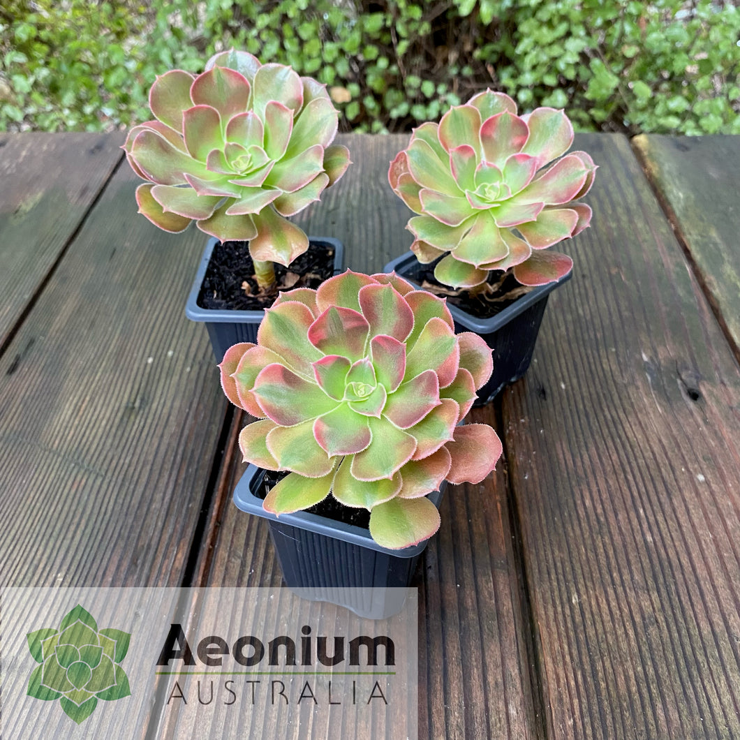 Aeonium 'Athena'