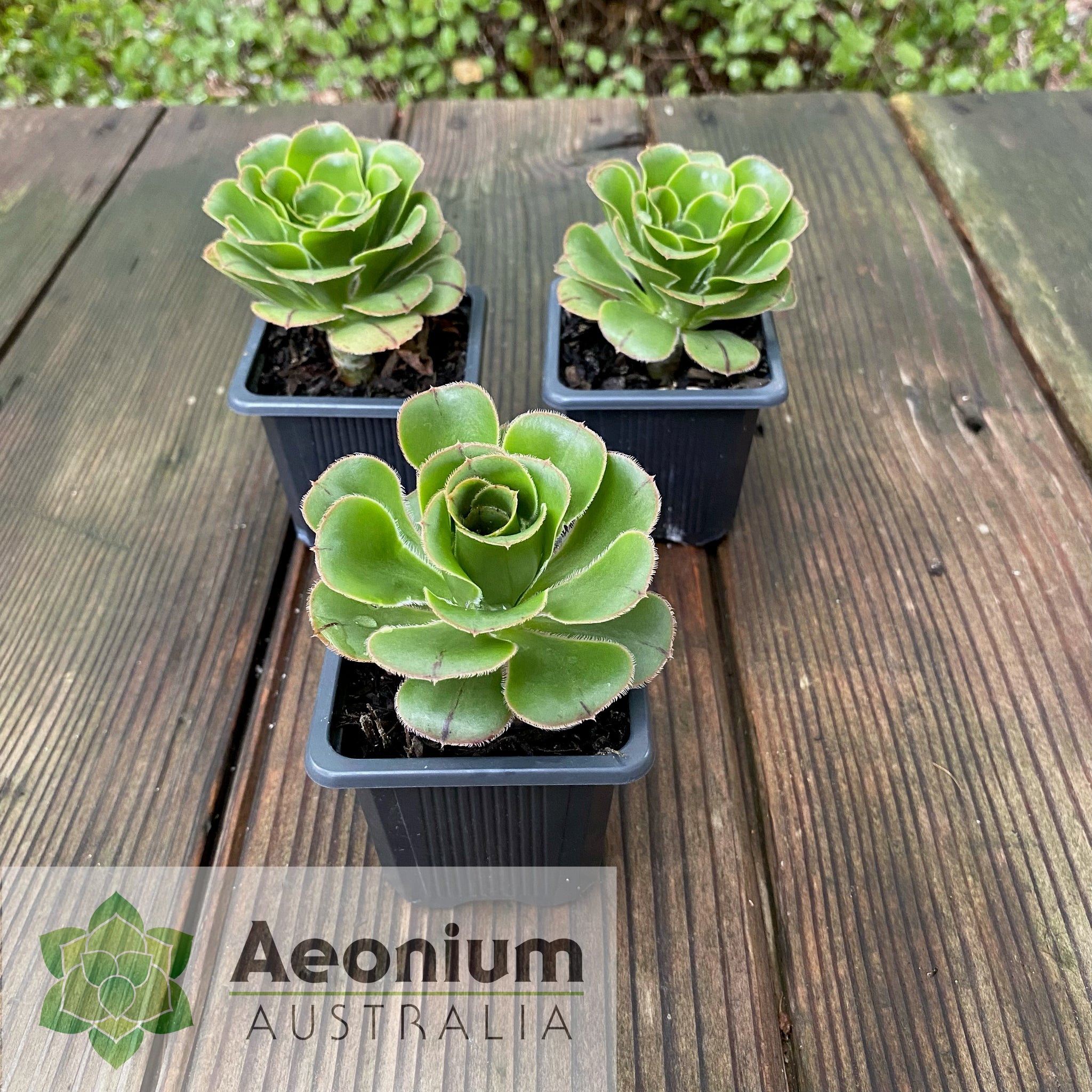 succulent pot in australia Aeonium undulatum