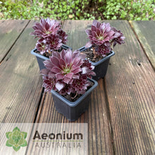 Load image into Gallery viewer, Aeonium &#39;Du Rozzen&#39;

