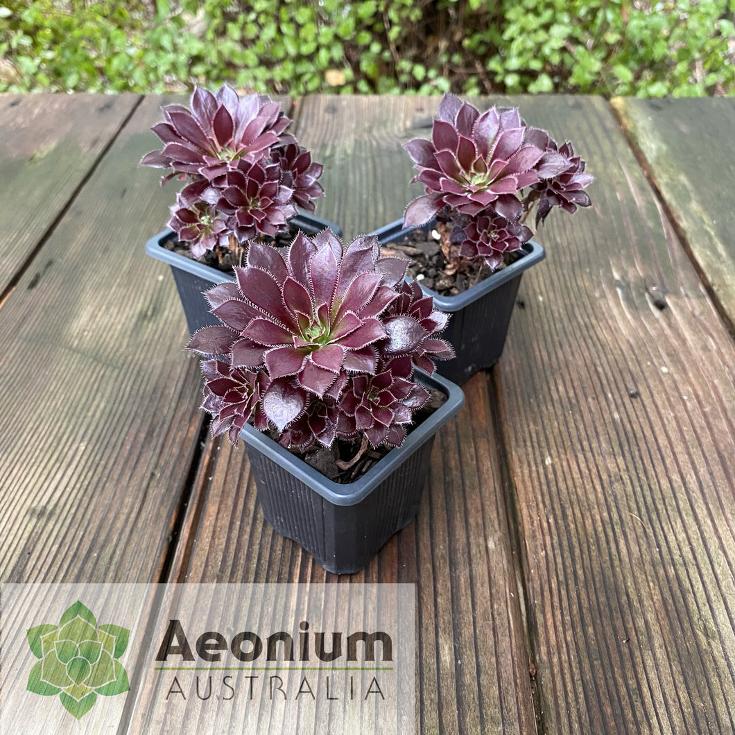 Aeonium 'Du Rozzen'