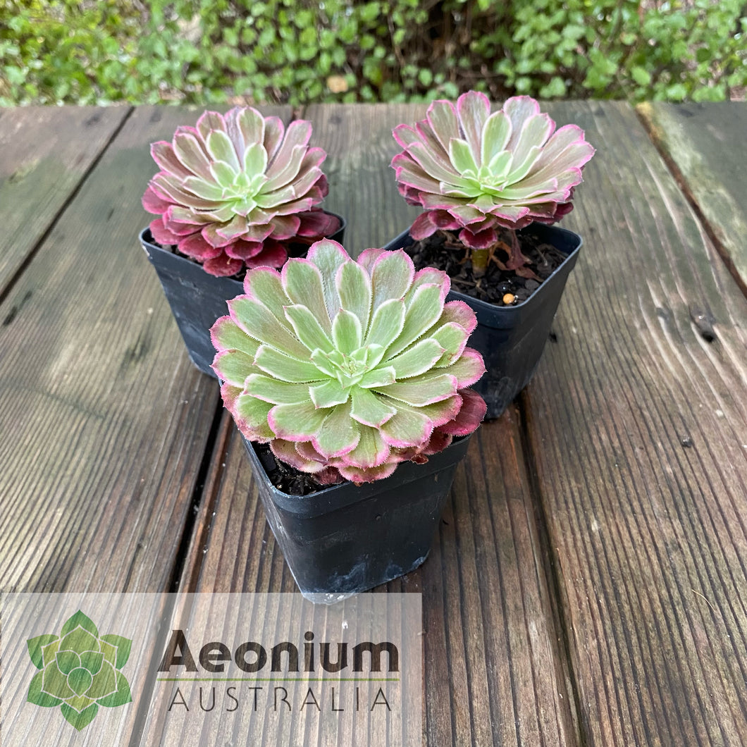 Aeonium 'Ink Painting'