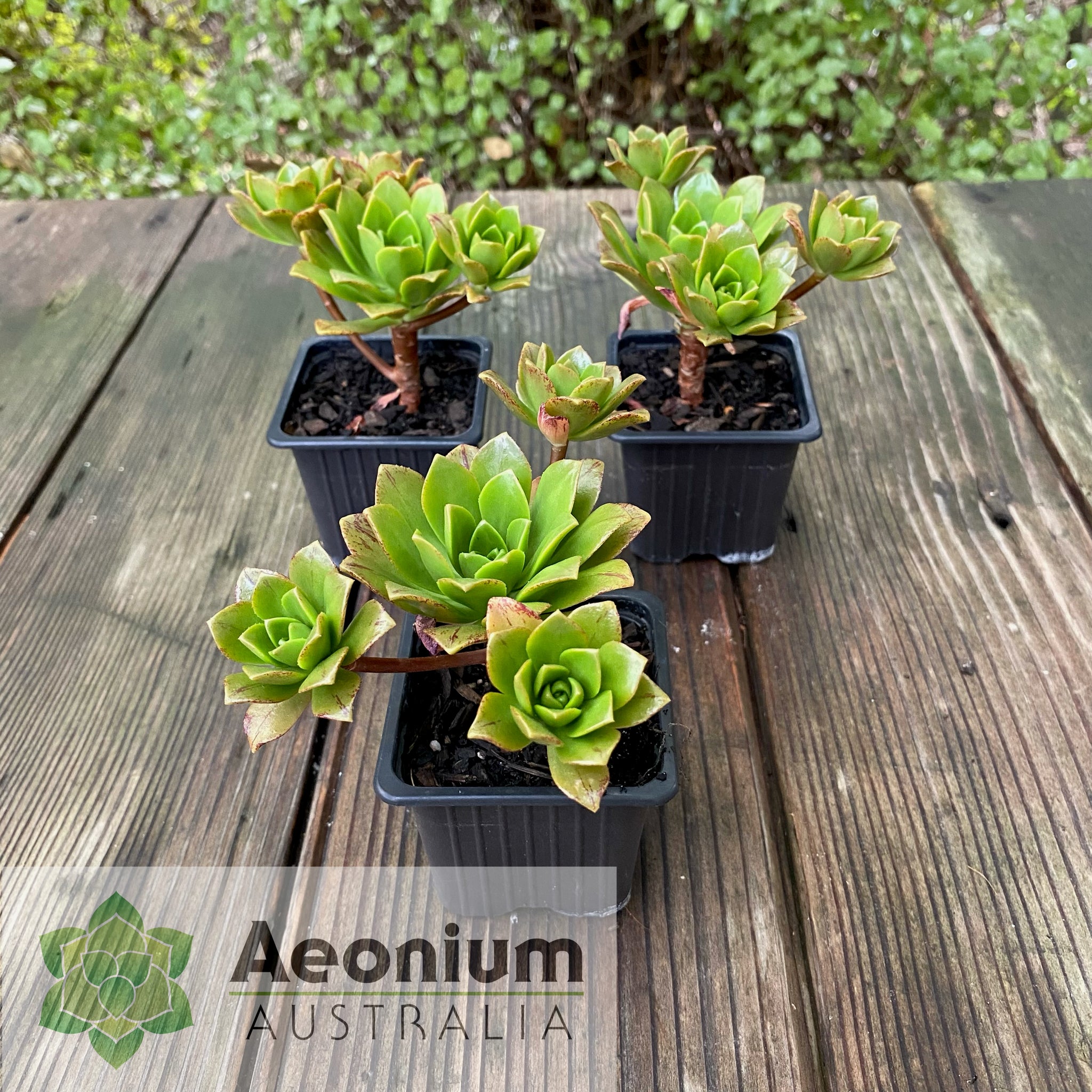 bronze succulent Aeonium 'Bronze Medal' / Succulents – Aeonium Australia