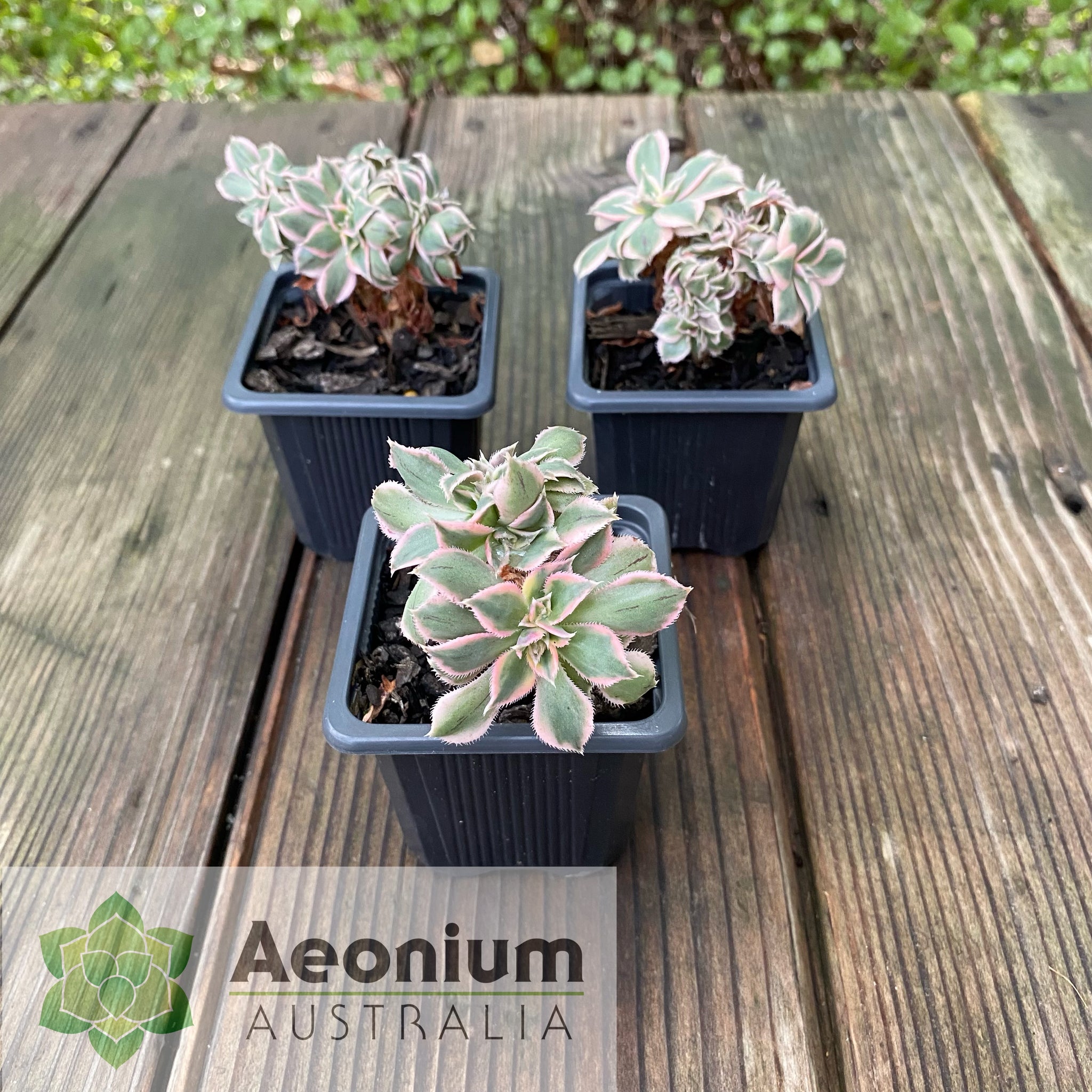 crested sunburst succulent Aeonium 'Sunburst' Crest