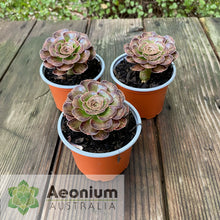 Load image into Gallery viewer, Aeonium arboreum &#39;Madara&#39;
