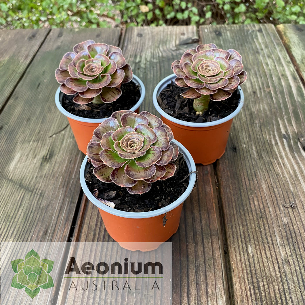 Aeonium arboreum 'Madara'