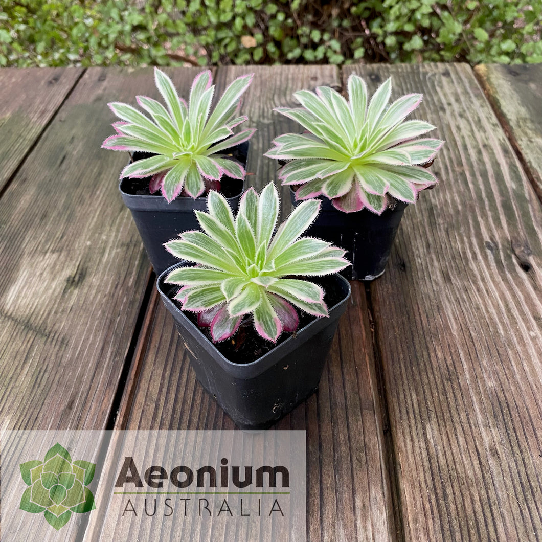 Aeonium 'Firecracker' Variegated