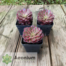 Load image into Gallery viewer, Aeonium &#39;Zixia Fairy&#39;

