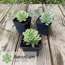 Load image into Gallery viewer, Aeonium x hybridum Variegated
