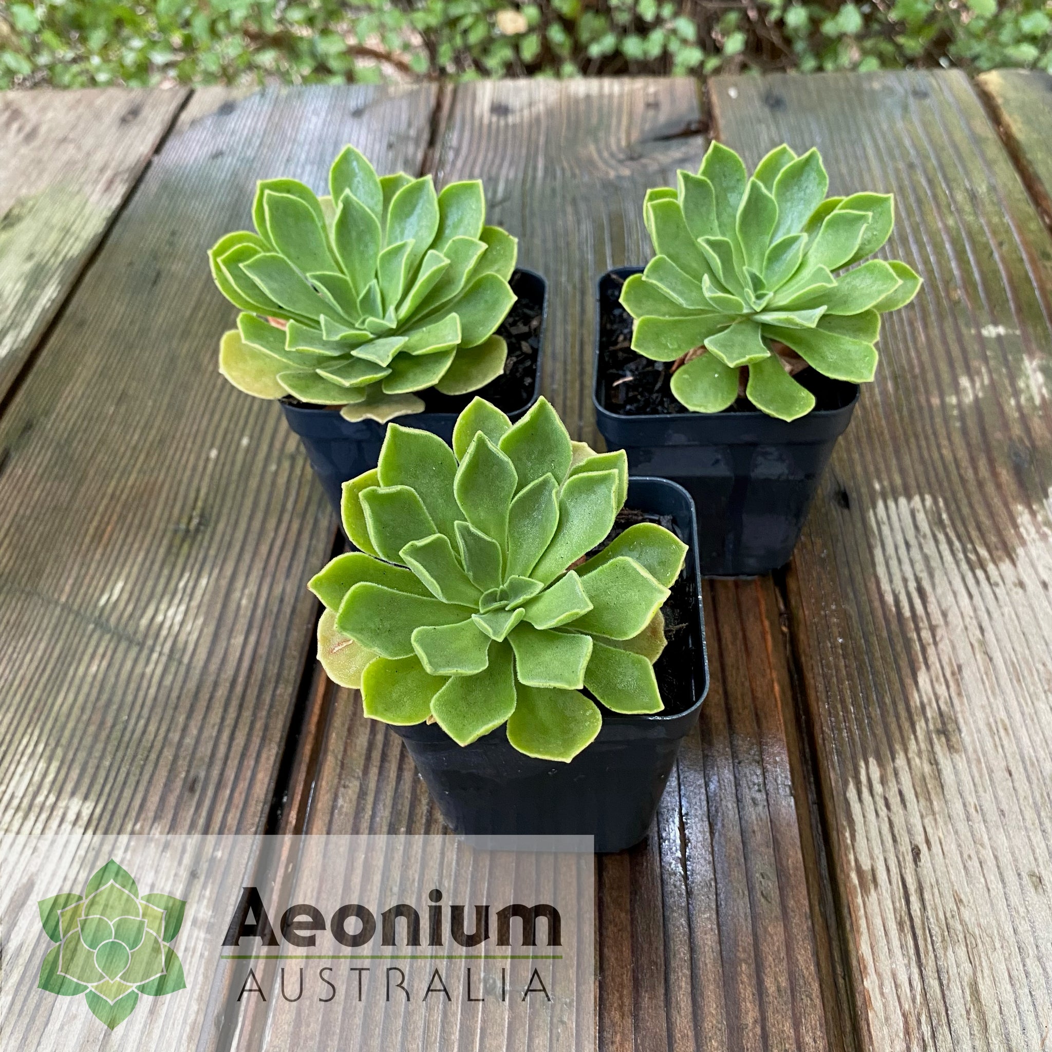 goblin succulent Aeonium 'Goblin'