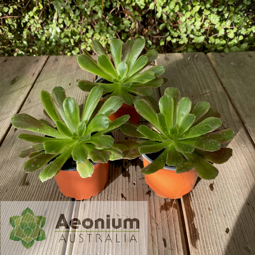 Aeonium 'Eden'