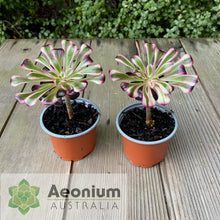 Load image into Gallery viewer, Aeonium 'Zwartkop' Variegated
