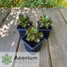 Load image into Gallery viewer, Aeonium &#39;Infinity&#39;
