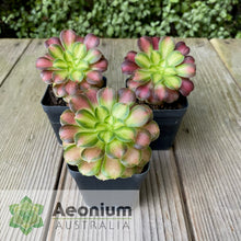 Load image into Gallery viewer, Aeonium 'Shaohua'
