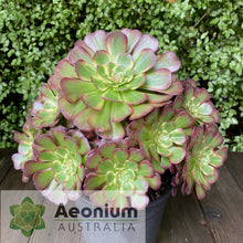 Load image into Gallery viewer, Aeonium &#39;Black King Kong&#39;
