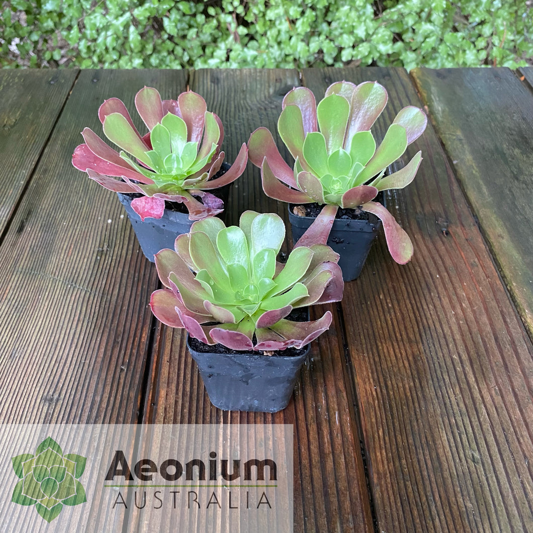 Aeonium 'Velour'