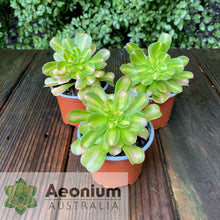Load image into Gallery viewer, Aeonium &#39;Albovariegatum&#39; Reverse Variegation
