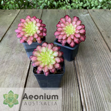 Load image into Gallery viewer, Aeonium &#39;Picasso&#39;
