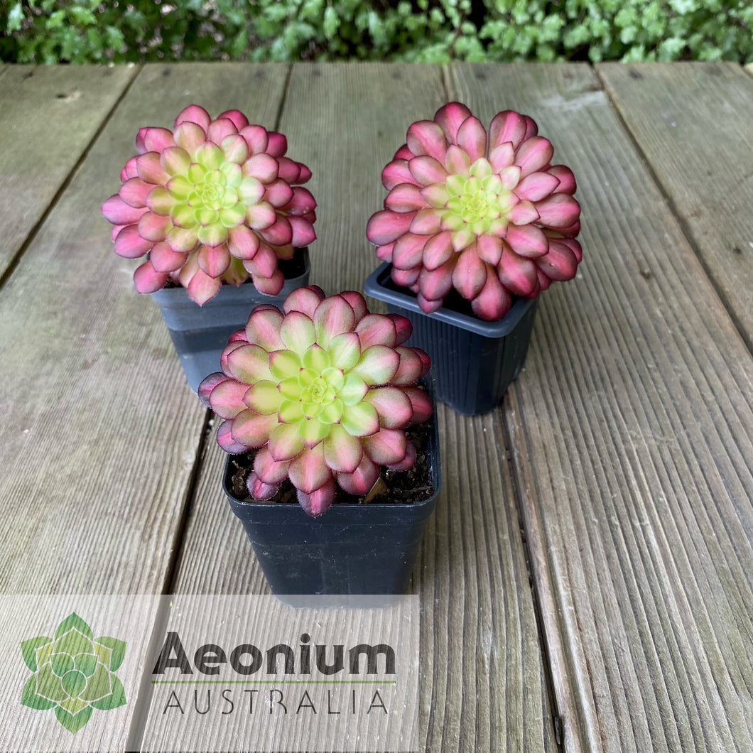 Aeonium 'Picasso'