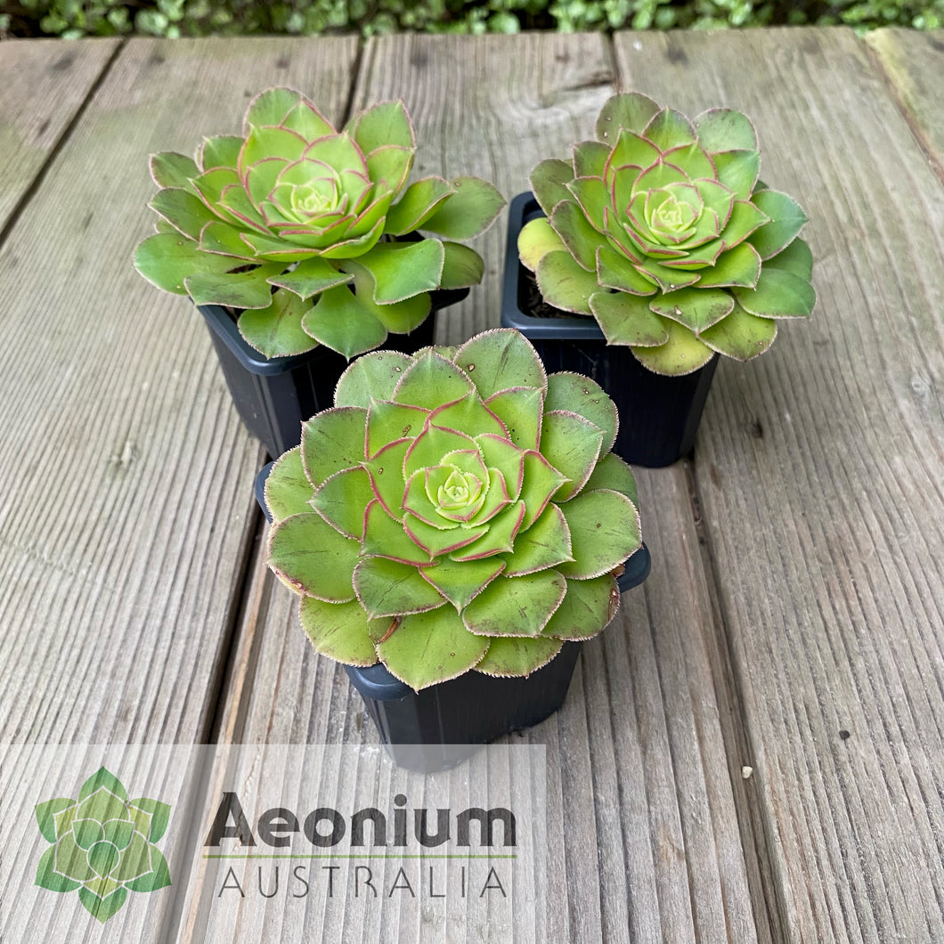 green goddess succulent Aeonium 'Green Goddess'
