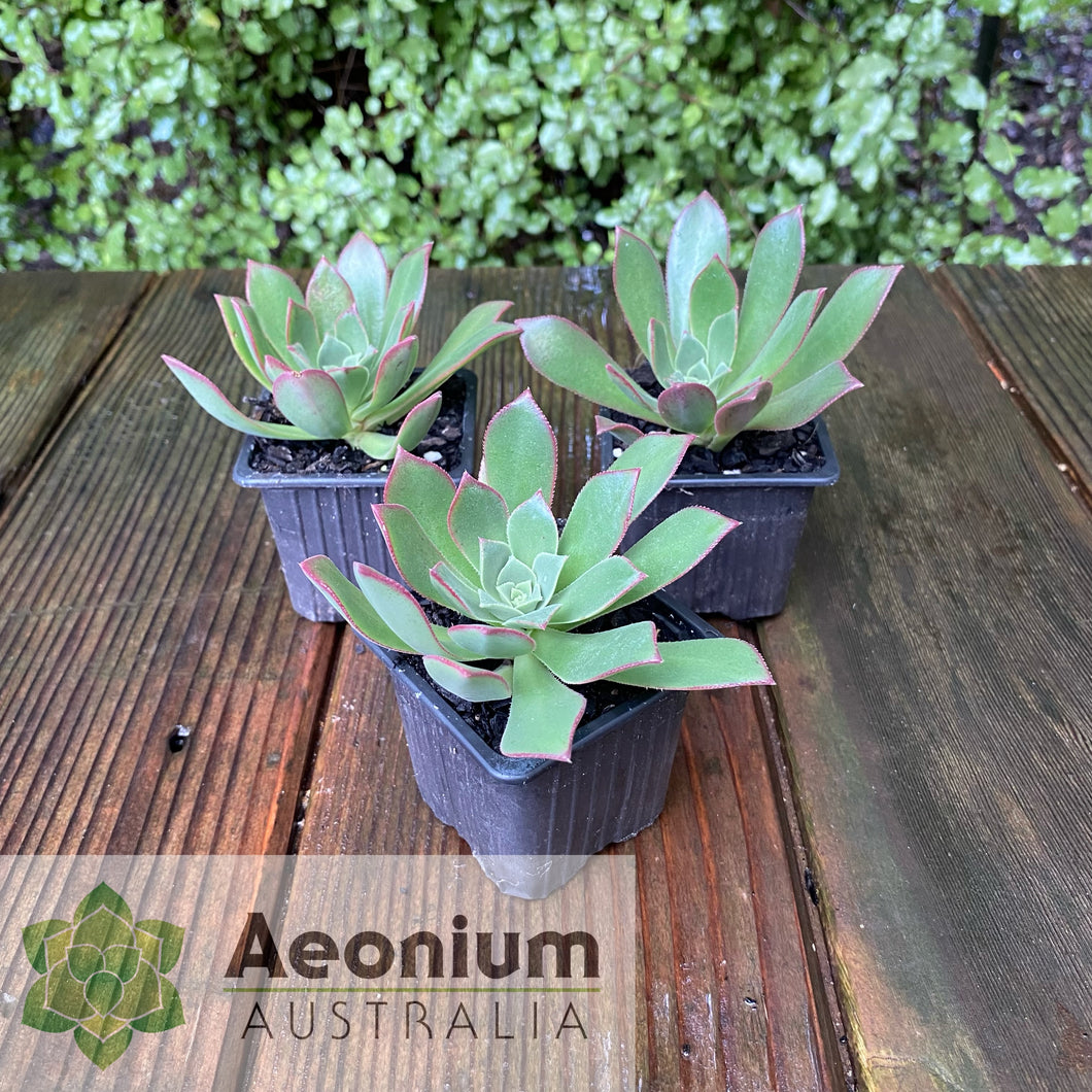 Aeonium decorum var. guarimiarense