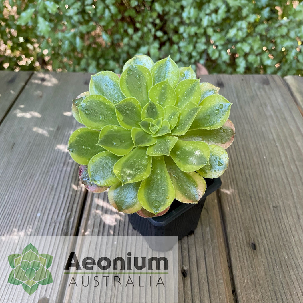 Aeonium 'Green Lemon'