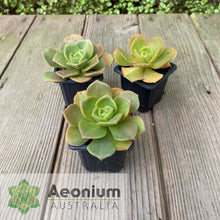 Load image into Gallery viewer, Aeonium nobile
