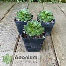 Load image into Gallery viewer, Aeonium x aureozoon
