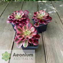 Load image into Gallery viewer, Aeonium &#39;Medusa&#39;
