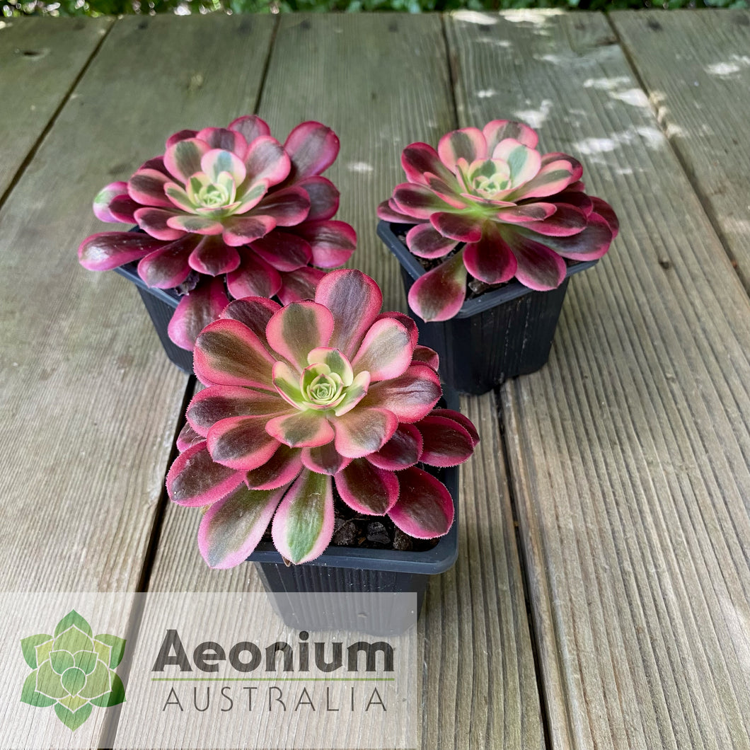 Aeonium 'Medusa'