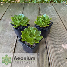Load image into Gallery viewer, Aeonium &#39;Bronze Medal&#39;
