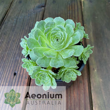 Load image into Gallery viewer, Aeonium x aureozoon
