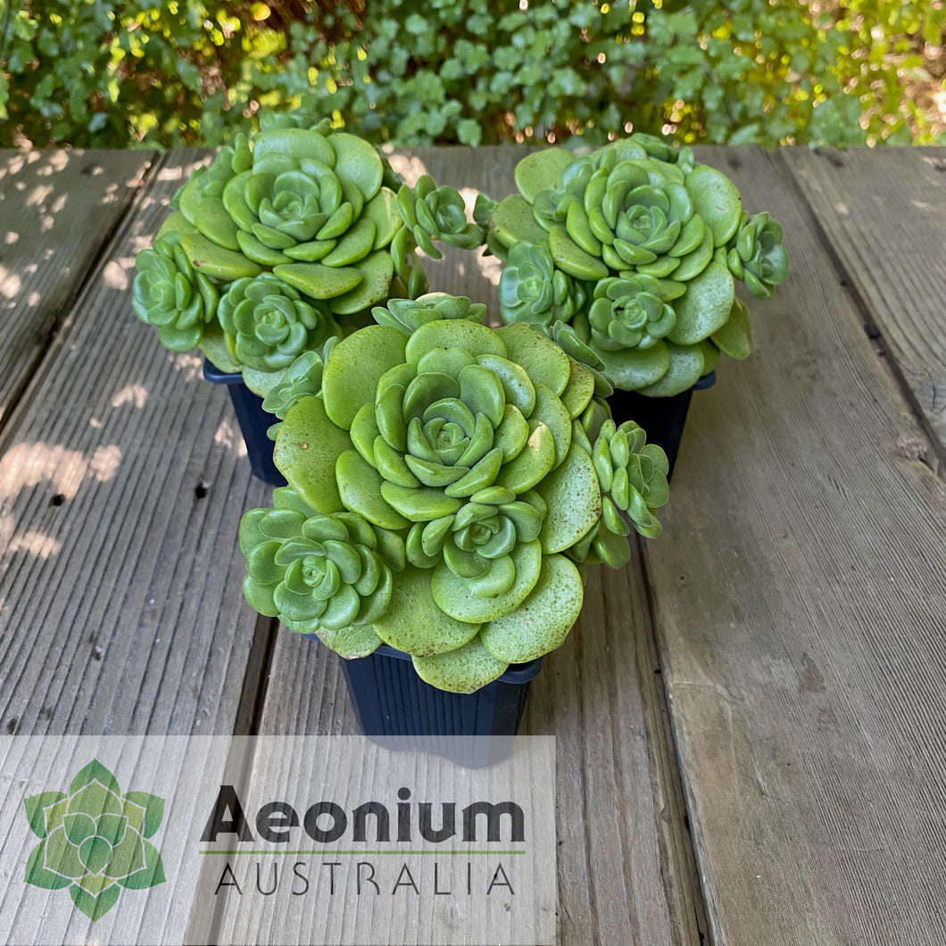 Aeonium 'Lily Pad'