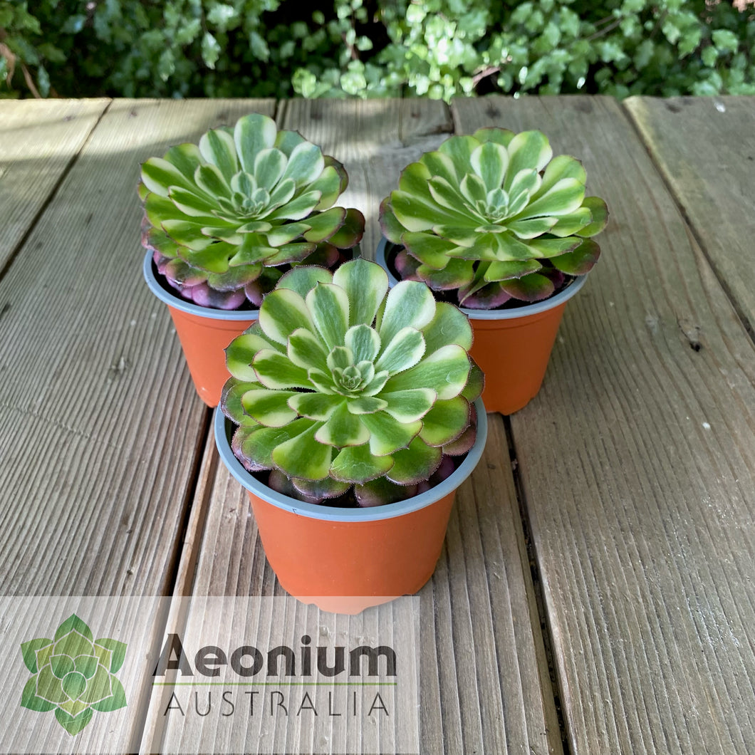Aeonium 'White Copper'