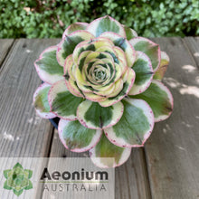 Load image into Gallery viewer, Aeonium &#39;Zeus&#39;
