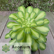 Load image into Gallery viewer, Aeonium 'Shaohua'
