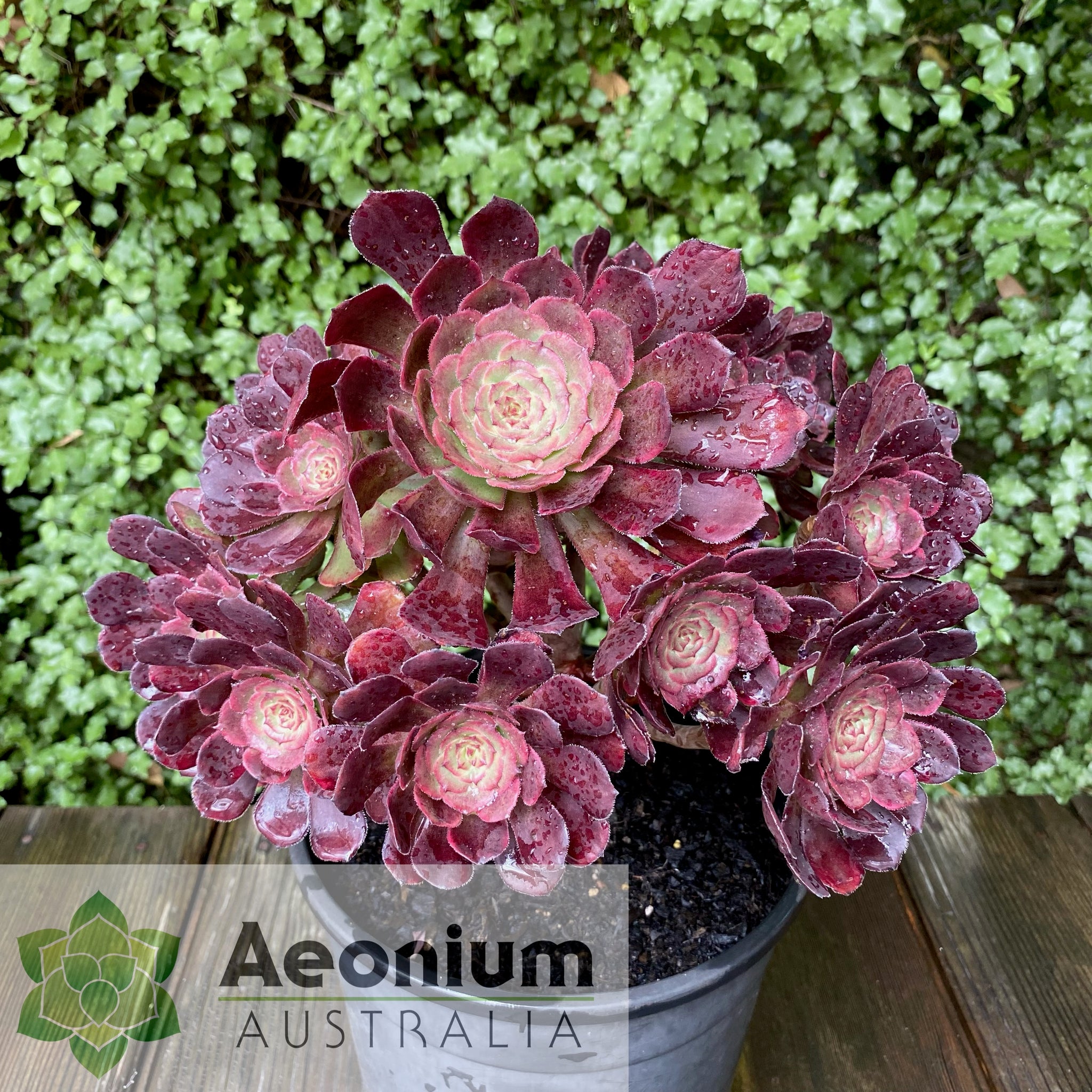 black king succulent Aeonium 'Black King Kong'