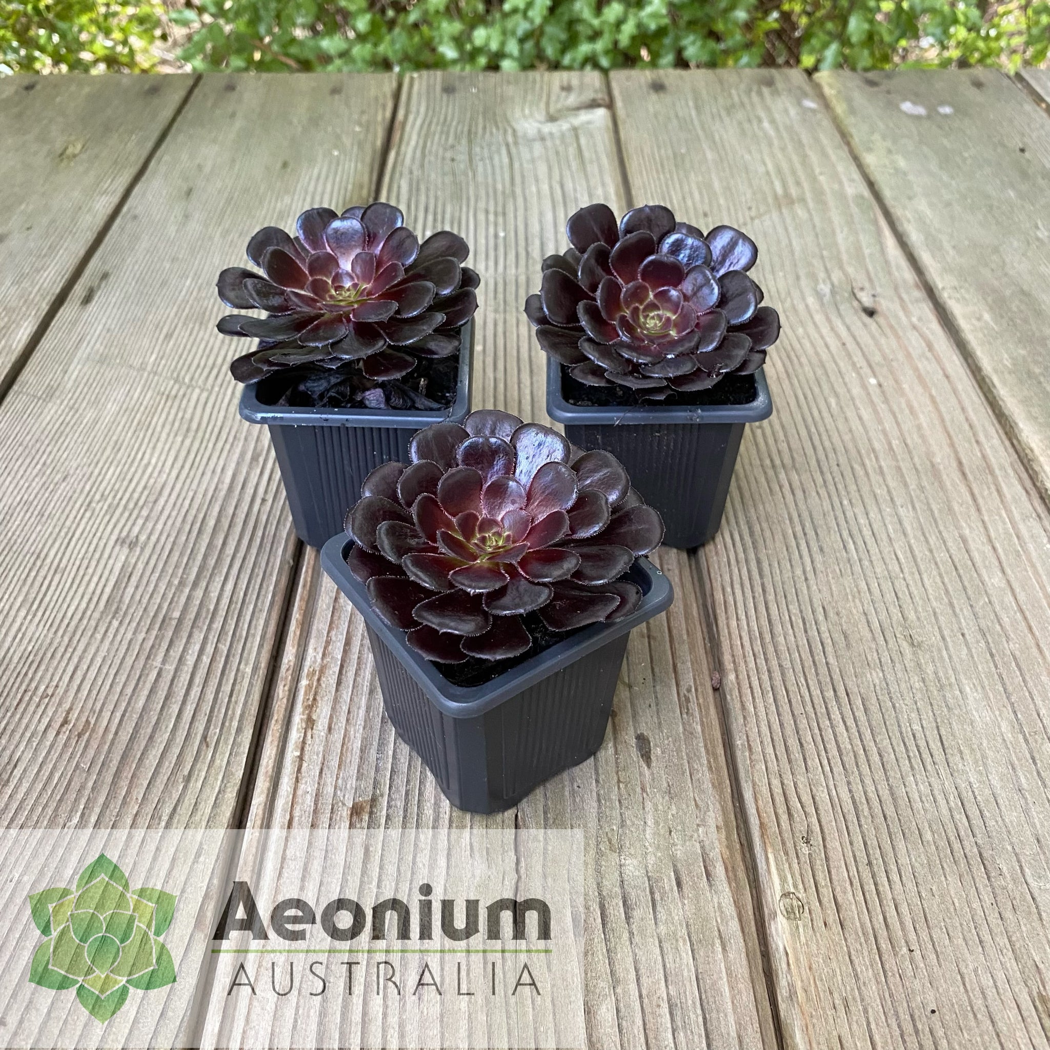black purple succulent Aeonium 'Zwartkop'