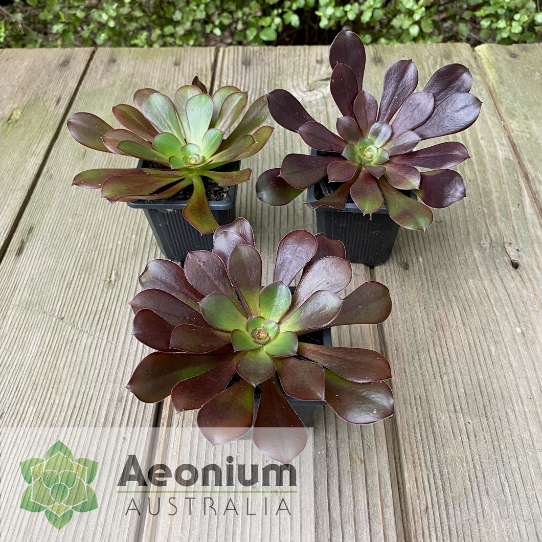 cyclops succulent Aeonium 'Cyclops'