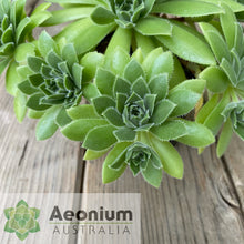 Load image into Gallery viewer, Aeonium &#39;Winterfell&#39;
