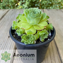 Load image into Gallery viewer, Aeonium x aureozoon
