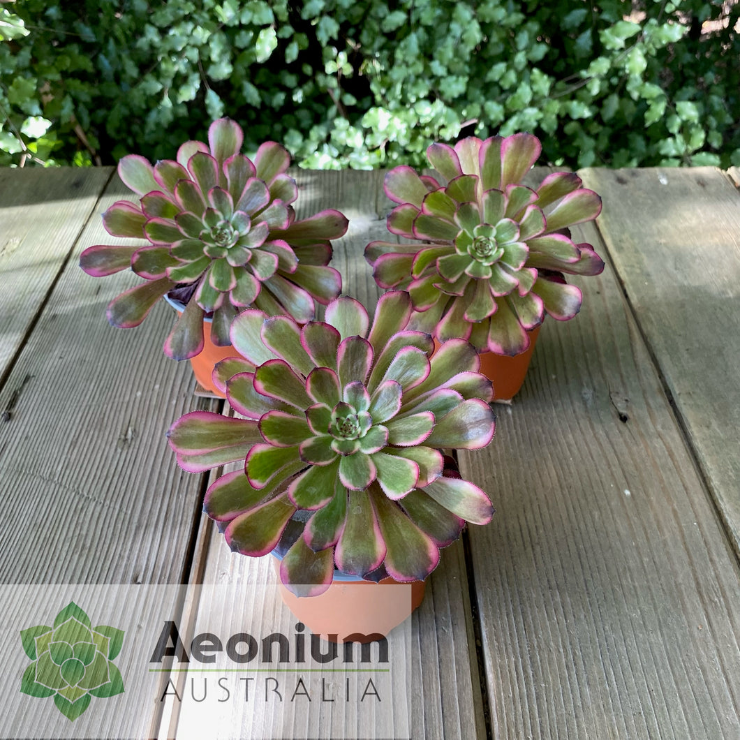Aeonium 'Red King Kong'