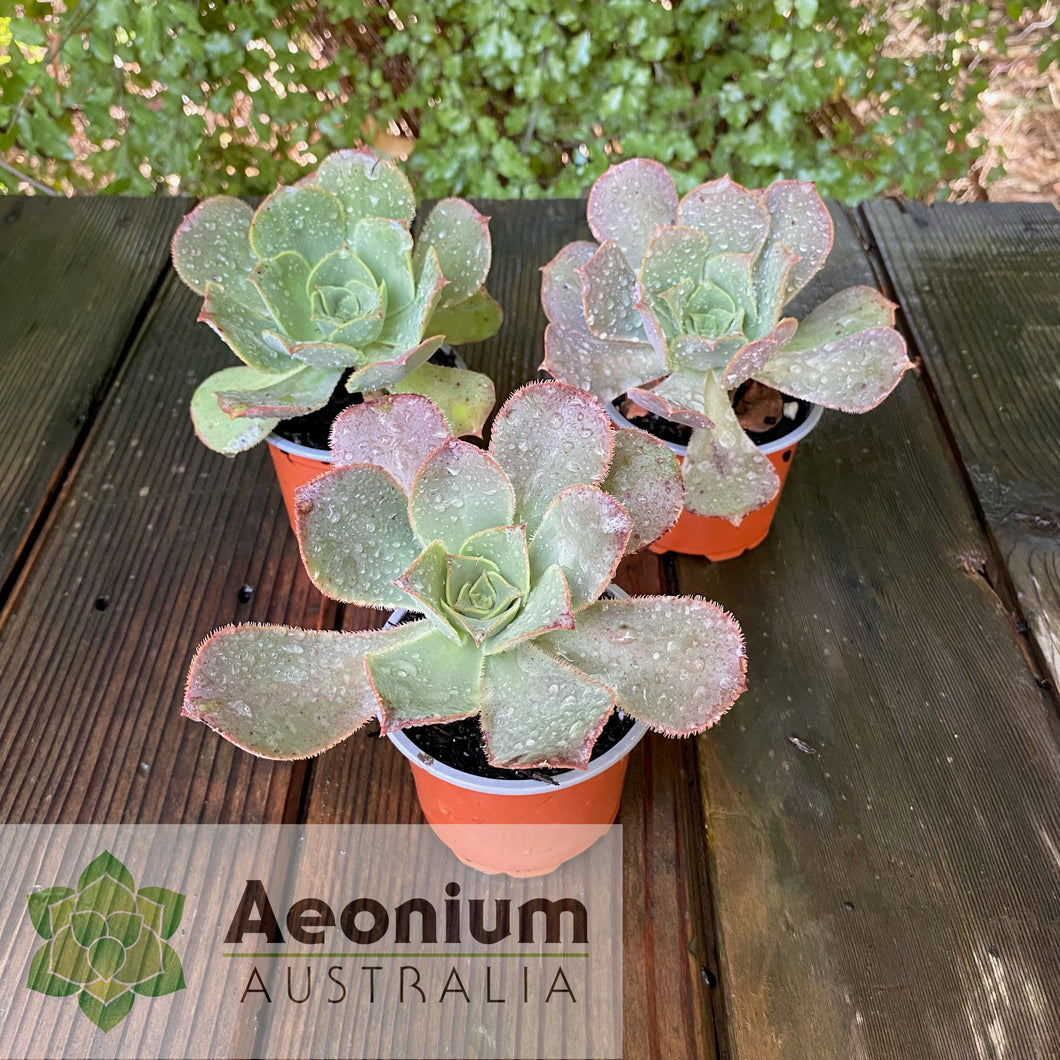 Aeonium valverdense / Succulents Aeonium Australia