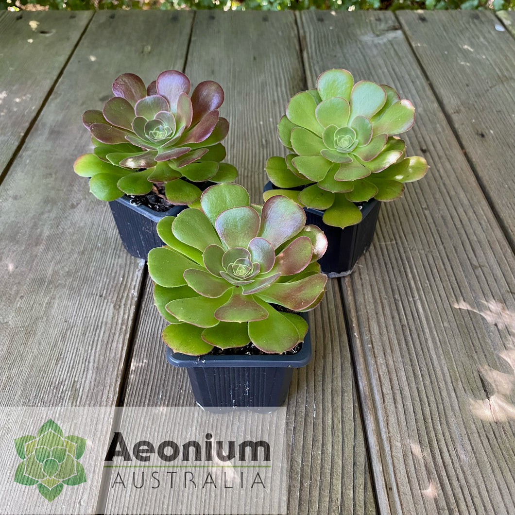 Aeonium 'Blushing Beauty'