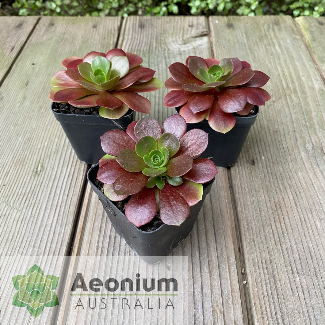Aeonium 'Color World'