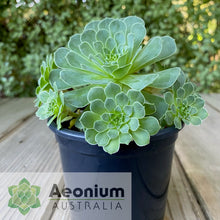 Load image into Gallery viewer, Aeonium x aureozoon
